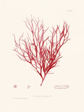 Bradbury Seaweed 093