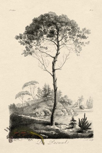 (image for) Defiennes Tree 06