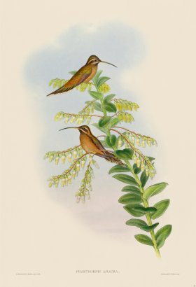 Gould Hummingbird 032