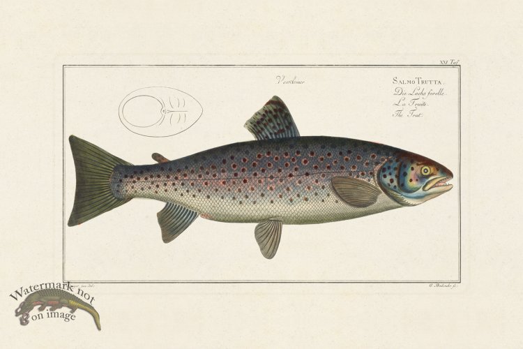 (image for) Bloch Fish 021