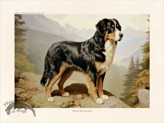 (image for) CFA Dog Bemese Mountain Dog