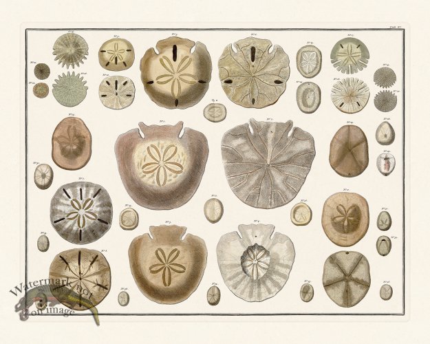 (image for) Seba B2 015 Sand Dollars