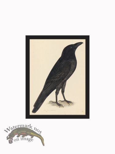 (image for) Rudbeck CFA_BF 15 Raven