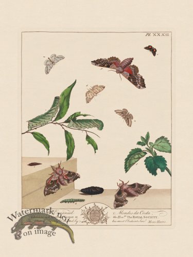 Moses Harris Insects 33