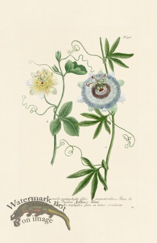 (image for) Weinmann PL 396