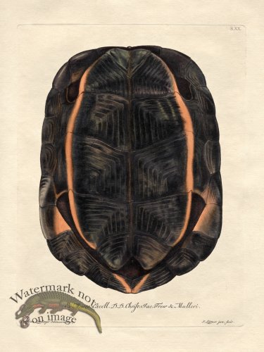 Trew Turtle Shell 20