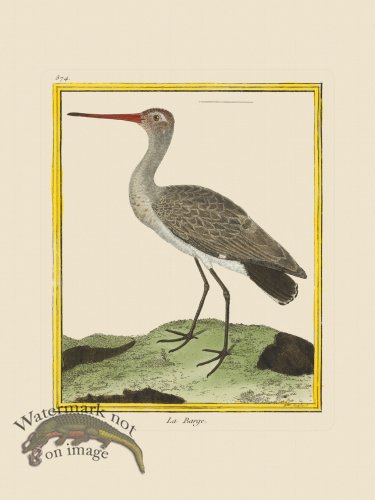 (image for) Martinet Bird 874