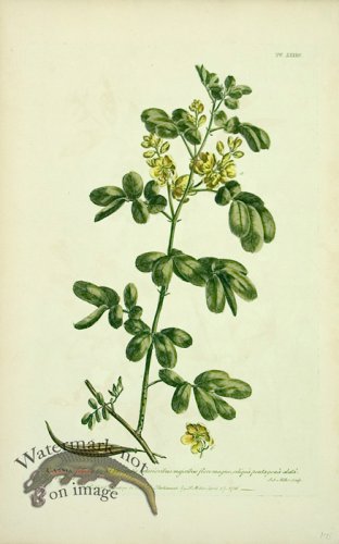 (image for) Philip Miller 053