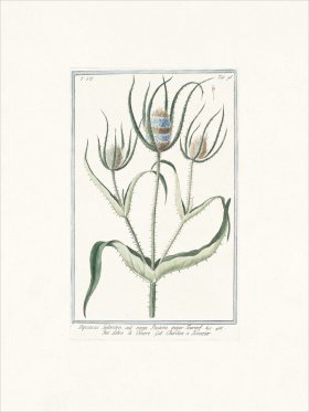 Bonelli 696 Fuller's teasel