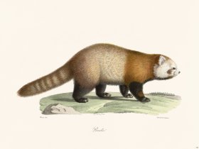 Cuvier 199 Panda