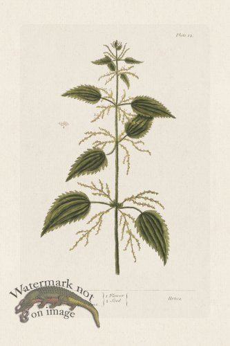 (image for) BEE 012 Stinging Nettle.