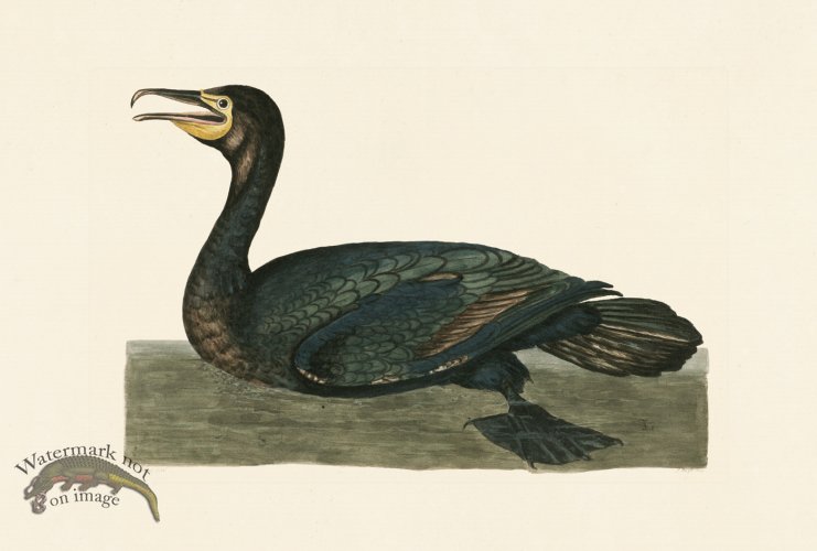 (image for) Pennant Zoology 034