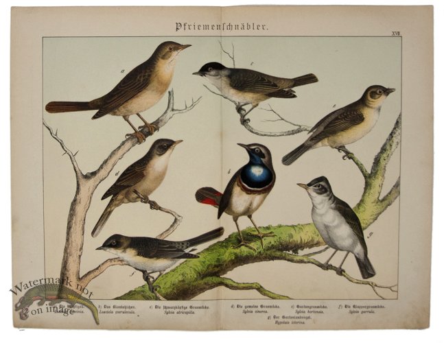 (image for) Thrush Nightingale 