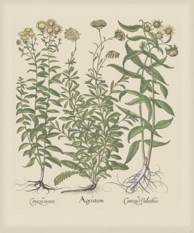 Besler 211 Colored B2