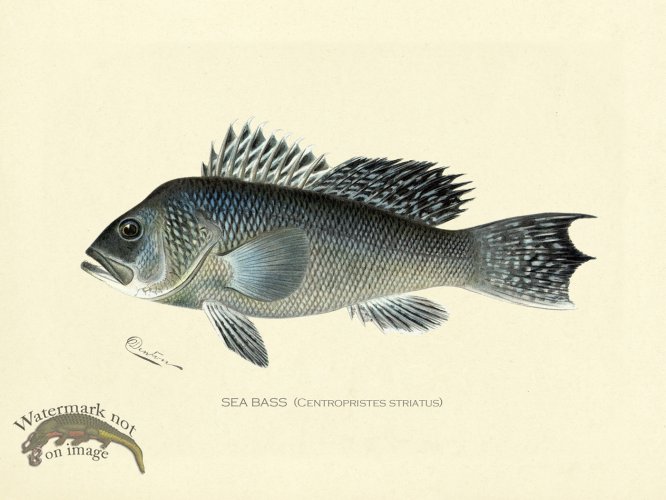 (image for) Bass_Sea