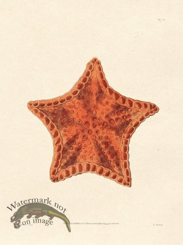 (image for) Shaw Nodder SL 17