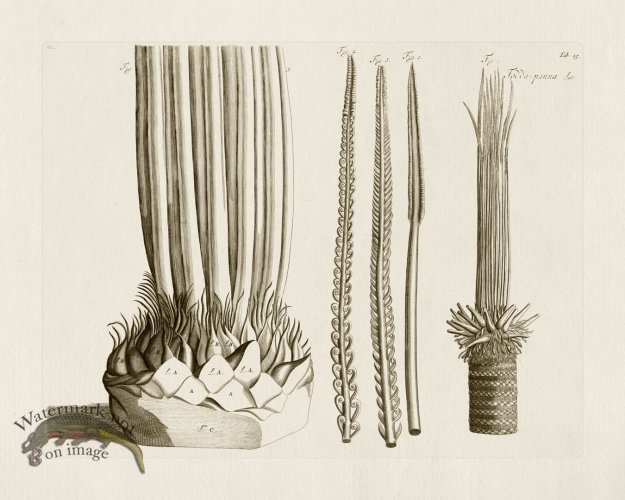 (image for) HORTUS VOl 03 15