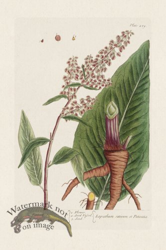 (image for) BEE 489 Patience