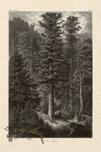 (image for) Hoefer Tree 07