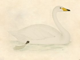 Swan - Tribute Bd 42