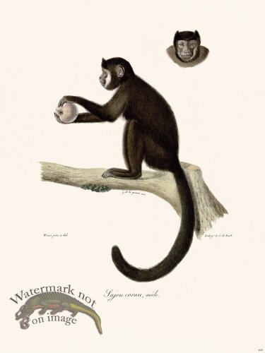 Cuvier 400 Sajou Jorned Male