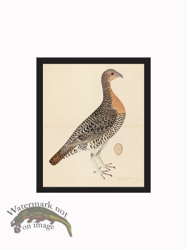 (image for) Rudbeck CFA_BF 28 CAPERCAILLIE