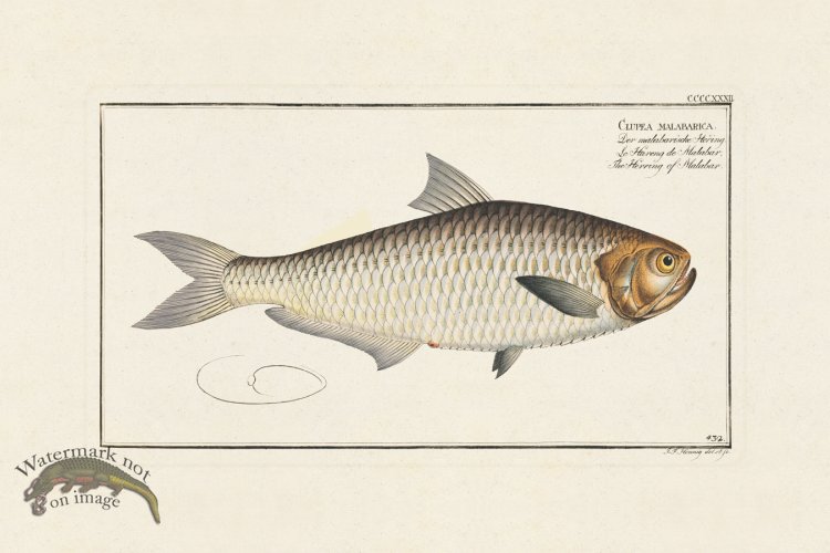 (image for) BLOCH FISH 432