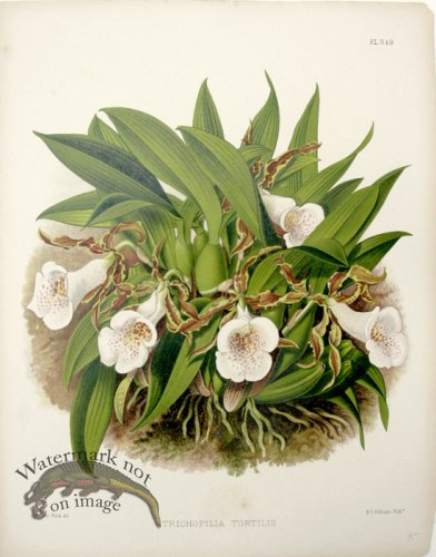 (image for) Linden Orchids 24