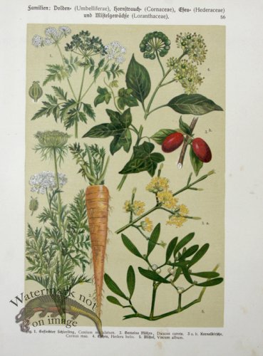 (image for) Botanical Atlas 1911 08