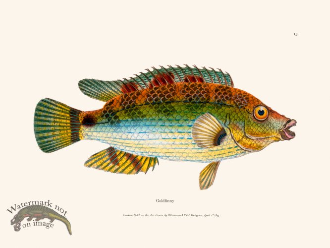 (image for) 013 Goldfinny