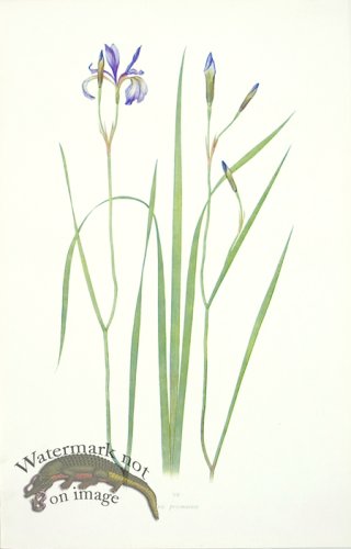 (image for) Dykes Iris 06