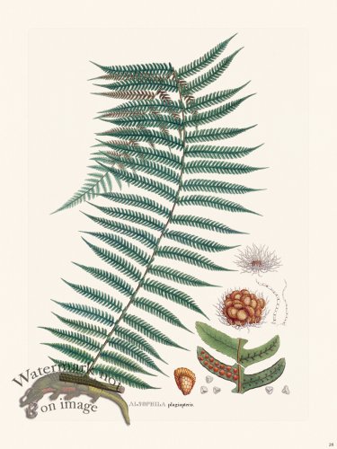 (image for) Ferns of Brazil 28