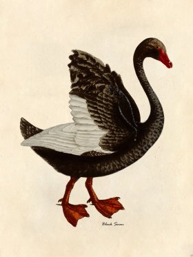 Black Swan - Tribute Bd 30