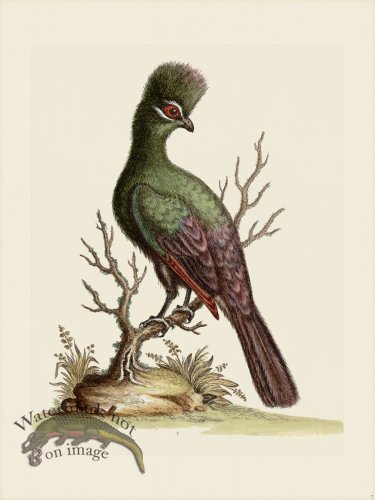 (image for) Edwards 007 Touraco