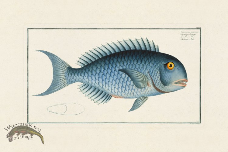 (image for) BLOCH FISH 176