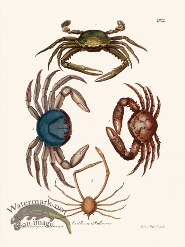 (image for) Knorr Sealife 57