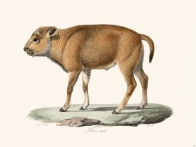 Cuvier 066 Bison Male