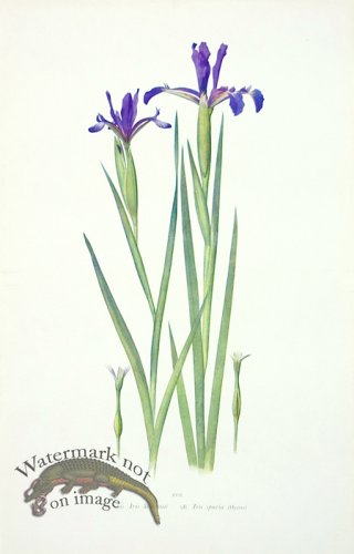 (image for) Dykes Iris 01