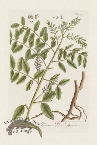 (image for) BEE 495 Liquovice