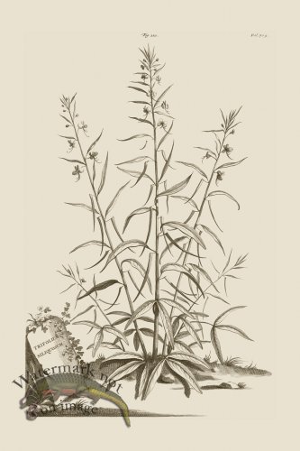 (image for) Abraham Munting 221