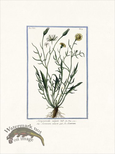 (image for) Bonelli V8 009