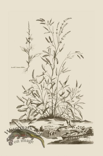 (image for) Abraham Munting 076