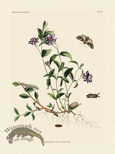 (image for) Wilkes Butterflies 066