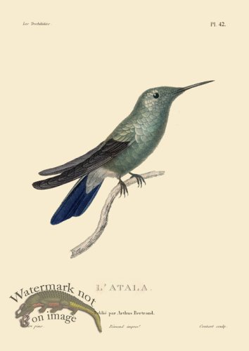 (image for) Humming Bird 42