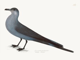 Rudbeck 265 Artic Gull 24x18