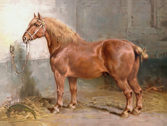 (image for) Suffolk Horse by Eerelman