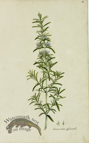 (image for) 1828_Gmp 093