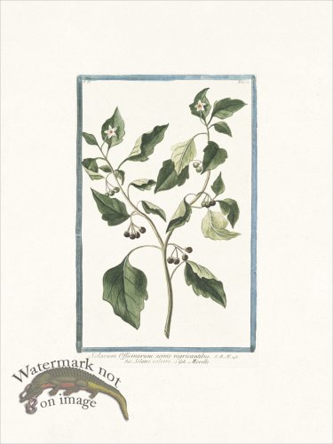 (image for) Bonelli 160 Morelle