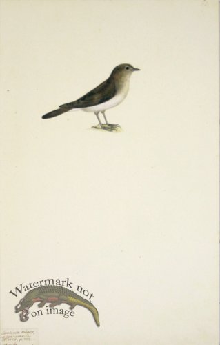 (image for) 63 Swedish Birds . Luscinia minor, Thrush Family