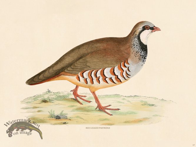 (image for) 07 BGB Red Leg Partridge